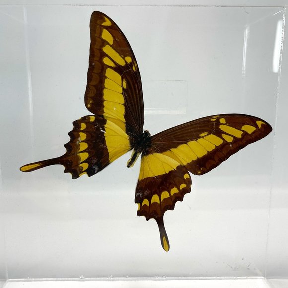 Other - Real Butterfly Acrylic Display Box - King Swallowtail (Papilio thoas)